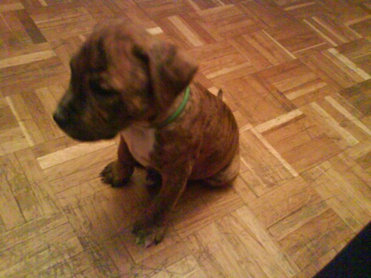 1 mes y medio 1 mes y medio